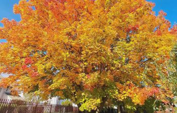 Jeseň v záhrade DSS, v blízkom lese a v našej jesennej tvorbe